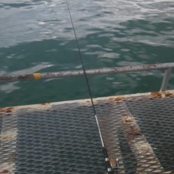 下関フィッシングパーク　アジ好調　サイズはもう少し(^_^;)ですネ